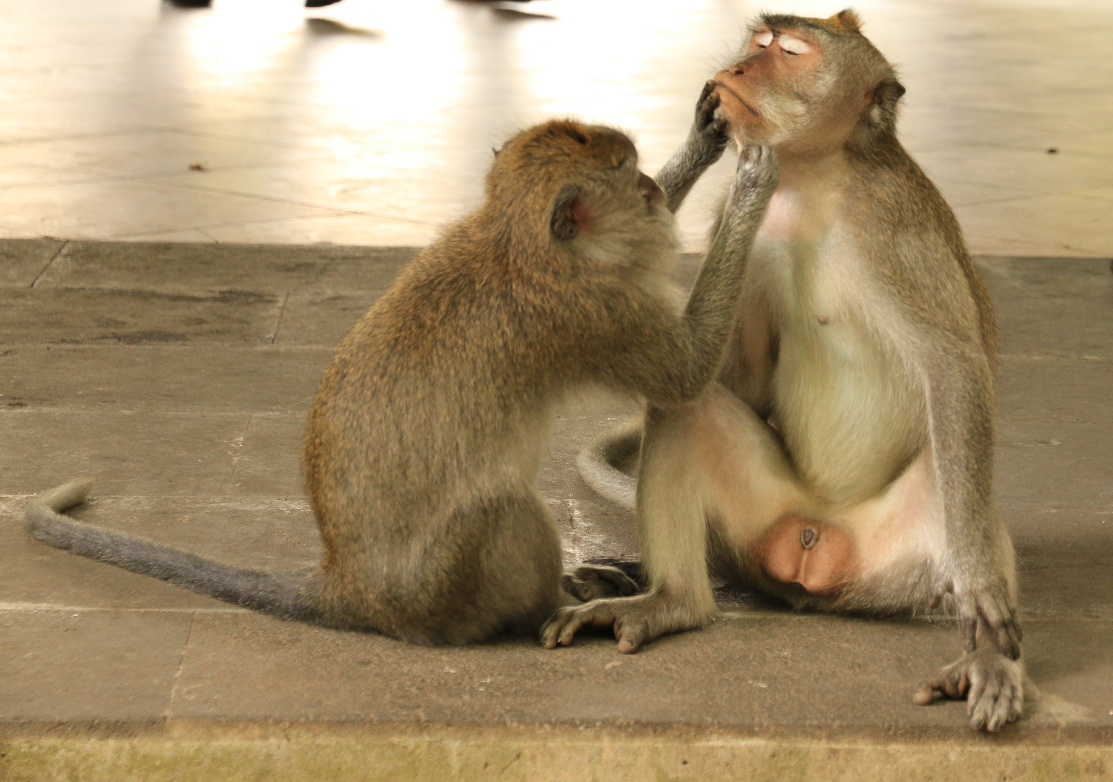 Ubud monkeys